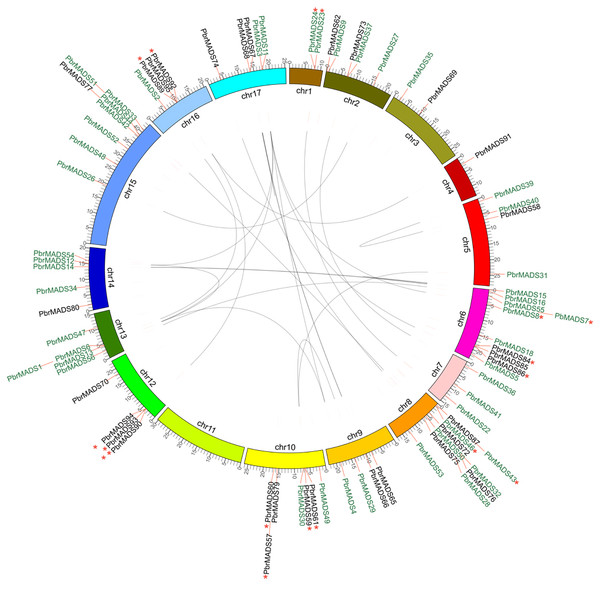 Chromosomal location and synteny relationship of the MADS-box genes in pear.