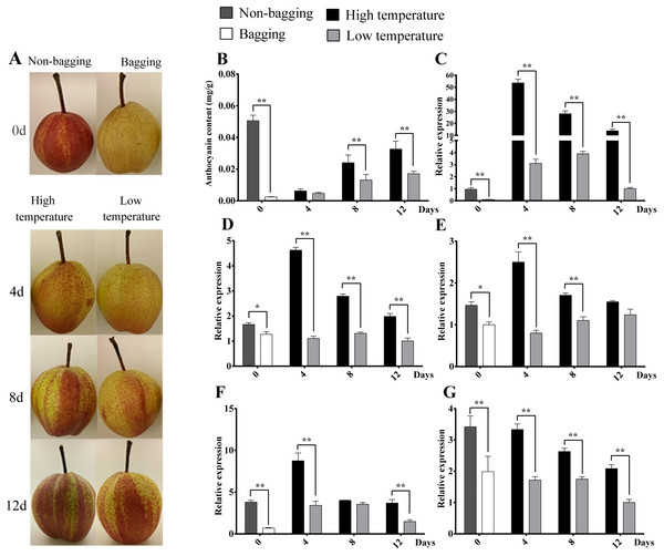 Skin color, anthocyanin content and expression analysis of related transcript factor genes in ‘Hongzaosu’ pears under different light and temperature conditions.
