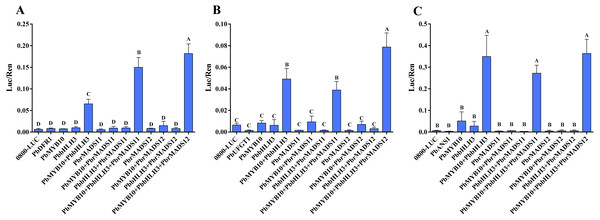 Effect of the PbrMADS11 (12), PbMYB10, and PbbHLH3 genes on activation of the promoter sequences of PbDFR1, PbUFGT1, and PbANS1 genes.