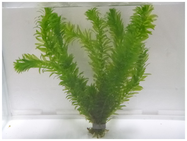 The aquatic monocot plant Egeria densa.