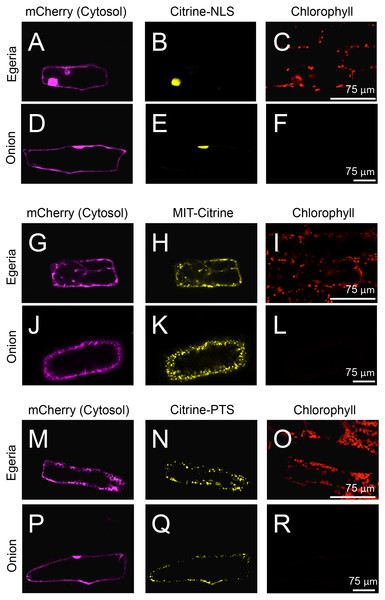 Transient expression of Citrine-NLS, MIT-Citrine, or Citrine-PTS in onion and Egeria cells.