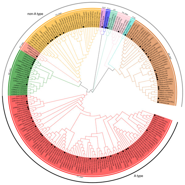 Phylogenetic analysis of predicted CYP450s in L. japonica and the representative members of CYP450 families.