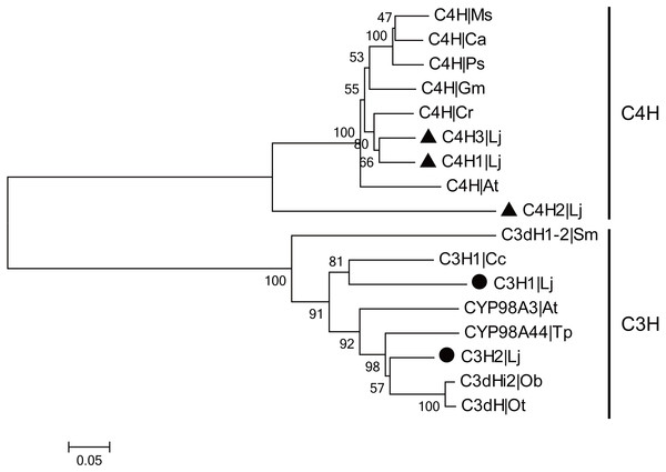Phylogenetic analysis of C3Hs and C4Hs from L. japonica and other plants.