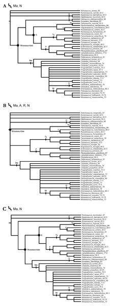 Strict consensus trees produced by the alternative tests using a single ‘dolichosaur’ taxon as outgroup.