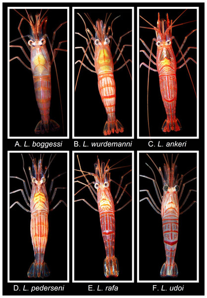 Coloration and color pattern (dorsal view) in shrimps belonging to the genus Lysmata from the Gulf of Mexico, western Atlantic, and Caribbean Sea.