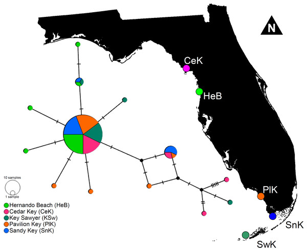 Minimum parsimony haplotype network for the 16S sequences of Lysmata boggessi in the eastern Gulf of Mexico.