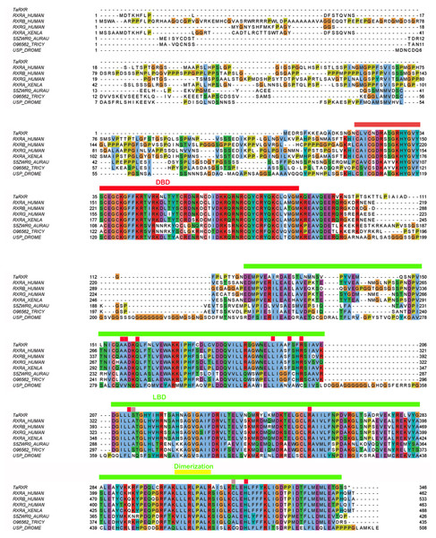 Multiple sequence alignment of selected metazoan homologues of RXR compared with TaRXR.