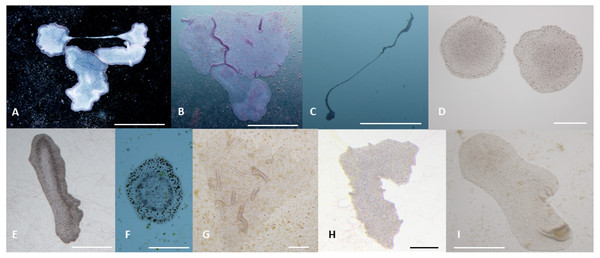 Phenotypes of T. adhaerens change at various feeding conditions.