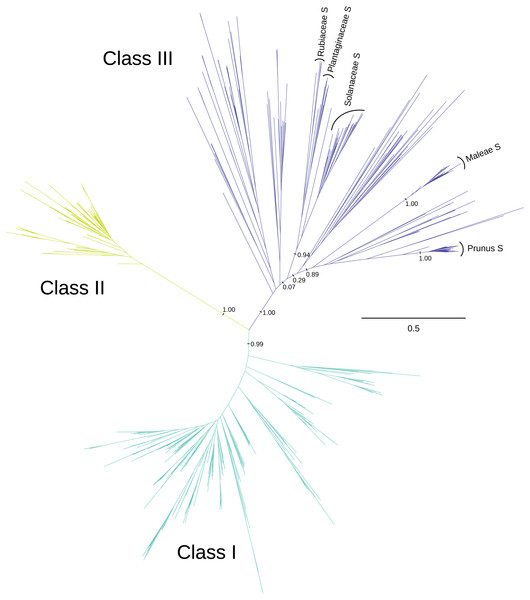 Phylogenetic relationships between three classes of T2/S-type RNases in land plants.