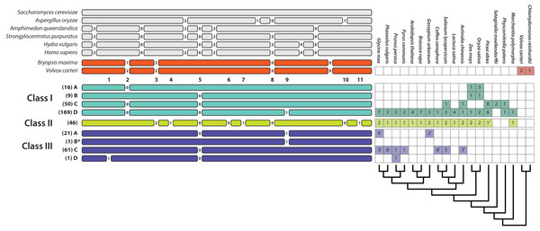 Relative positions of introns in the T2/S-type RNases of the three classes of land plants, algae, and several fungal and animal species and their numbers in some of the sequenced genomes (a star next to a number indicates that the sequence was incomplete or the genome was in the early stages of assembly and the actual paralog count may be lower).