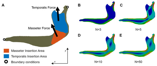 (A) Free-Body diagram of the Biomechanical problem and (B–E) representation of von Mises stress distribution in a mandible of Chlamyphorus truncatus with different number of intervals (N) under the same boundary conditions.