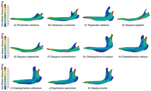 Map of von Mises stress distribution in the eleven FEA models of armadillo mandibles.