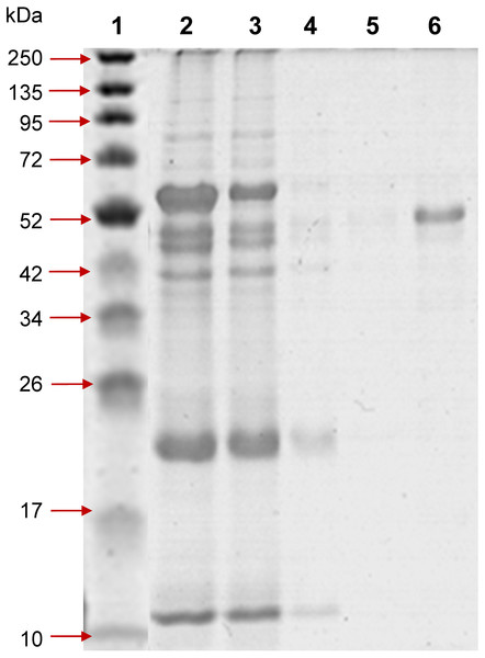 12% SDS-PAGE of profinity eXact tag-free rPvAMA1 purified and eluted using a 5 ml bio-scale Mini™ profinity eXact cartridge under denatured and reduced conditions.