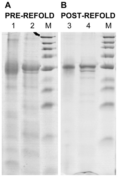 Renaturation of rPvAMA1.