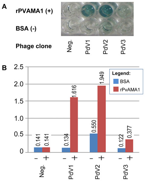 Phage ELISA binding assay for peptides selected from biopanning against rPvAMA1.