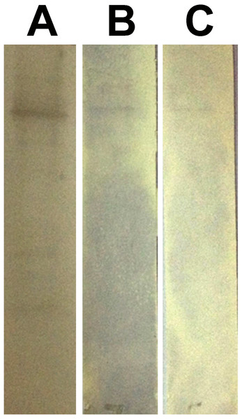 Western blot assay for peptides binding to rPvAMA1.