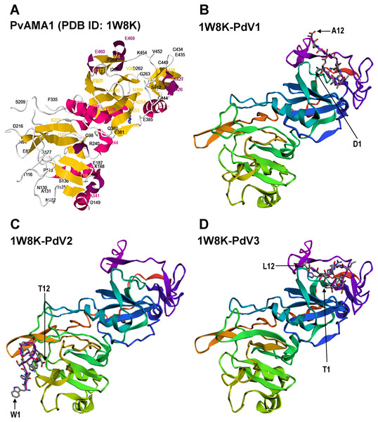 Docking prediction of the binding peptides to the crystal structure of PvAMA1 (PDB ID: 1W8K).