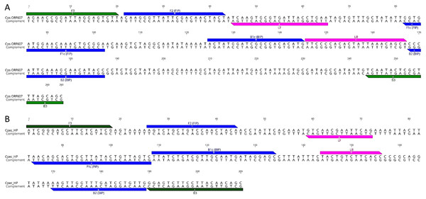 LAMP primer sequences and positions in the target gene regions.