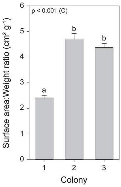 Surface area to weight ratio values for the three colonies of S. pistillata.