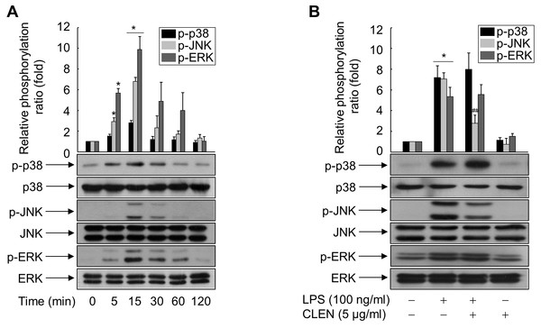 Effect of Curcumin longa extract-loaded nanoemulsion (CLEN) on the lipopolysaccharide (LPS)-activated phosphorylation of mitogen-activated protein (MAP) kinases in RAW264.7 cells.