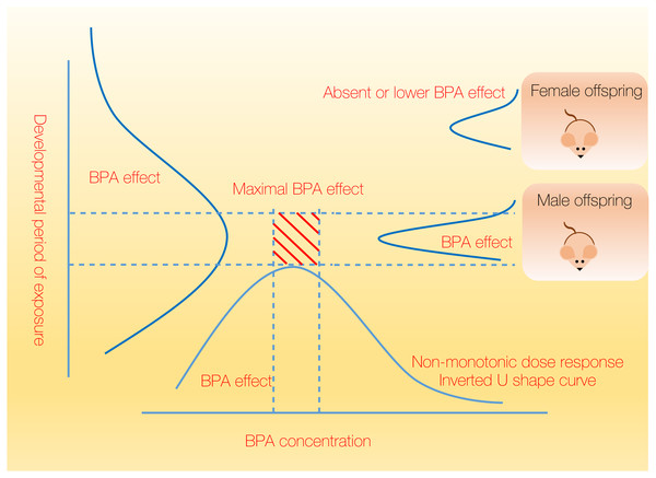 Maximal biological effect of BPA is confined to a narrow range and dependent on dose, gender and developmental stage.