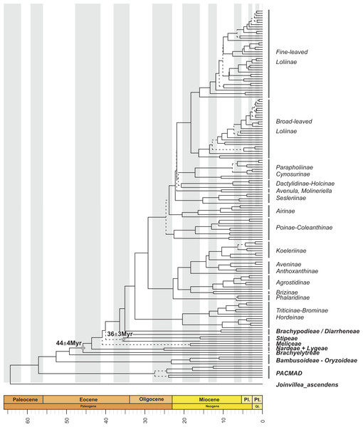 Maximum clade credibility tree from the Bayesian analysis of plastid DNA sequences (trnH-psbA, trnT-L, trnL-F, ndhF and matk).
