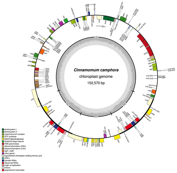 Gene map of the Cinnamomum camphora chloroplast genome.