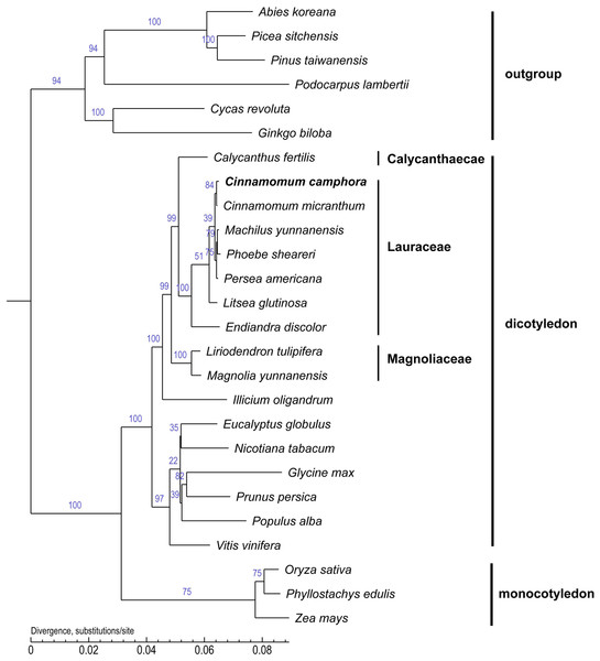 Molecular phylogenetic tree of 26 species based on a neighbor joining analysis.