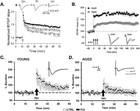 CA1 pyramidal cells have diverse biophysical properties, affected by ...