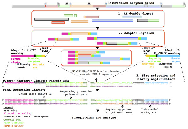 Diagrammatic representation of the ddRADseq method: the oligos, adapters and final sequencing library.
