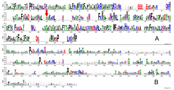 Sequence logos created from a combined Muscle alignment for Lpg1137 homologues (A) and human SLC mitochondrial carriers (B).