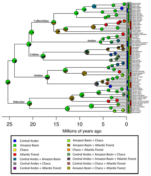 Biogeographical analysis of New World Monkeys using BioGeoBEARS.