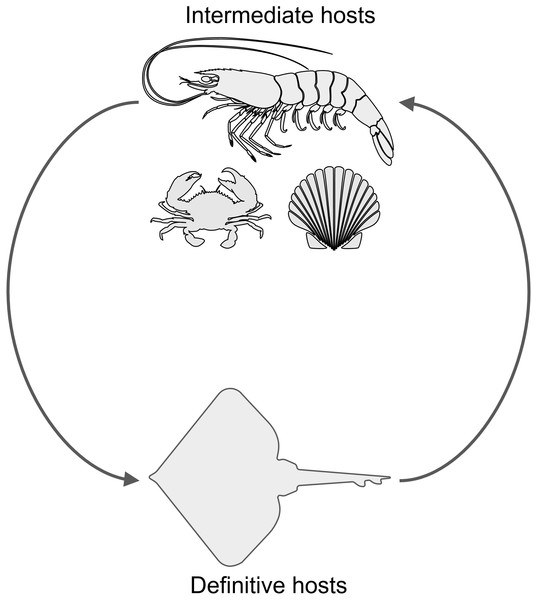 Hypothesized life cycle of Polypocephalus sp.