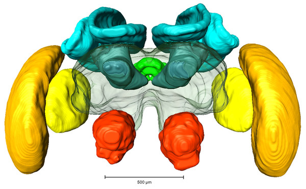 Reconstruction of a brain from an in-lab reared worker.