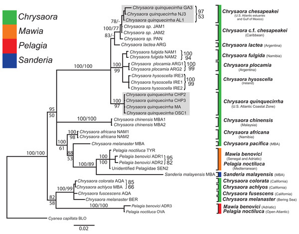 Pelagiidae 28S Phylogeny.