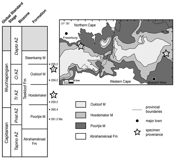 Specimen provenance and stratigraphic context of Teekloof Formation whaitsioids.
