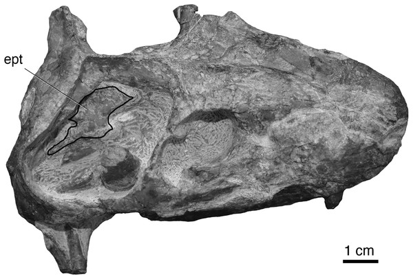New specimen of the hofmeyriid Mirotenthes digitipes Attridge, 1956 (SAM-PKK11188) from the upper Cistecephalus Assemblage Zone of ‘Good Luck.’