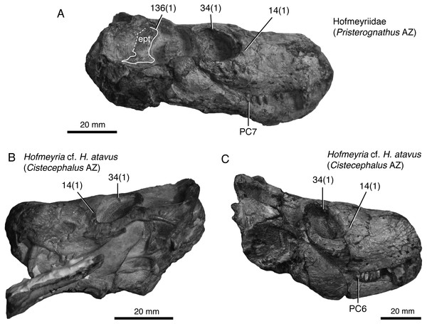 Representative hofmeyriid from the late Capitanian or earliest Wuchiapingian of the Karoo Basin, South Africa, compared to other known specimens of Hofmeyria.