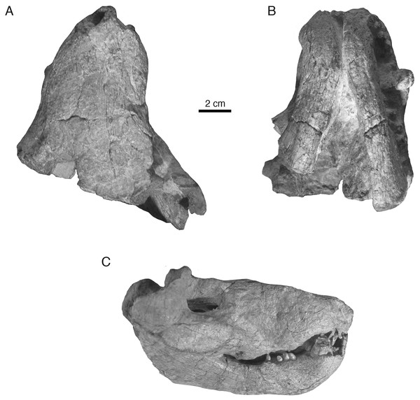 Holotypic skull of Microwhaitsia mendrezi gen. et sp. nov. (SAM-PK-K10990) in dorsal (A), ventral (B), and right lateral (C) views.