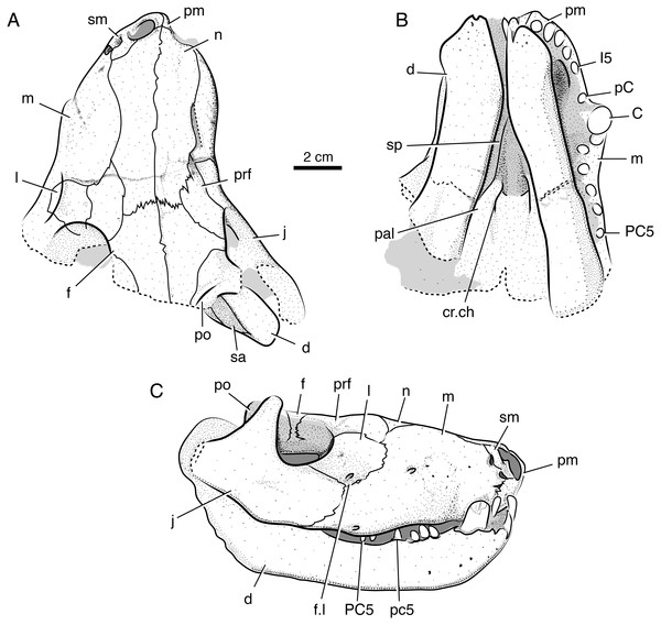 Interpretive line drawings of the holotypic skull of Microwhaitsia mendrezi gen. et sp. nov. (SAM-PK-K10990) in dorsal (A), ventral (B), and right lateral (C) views.