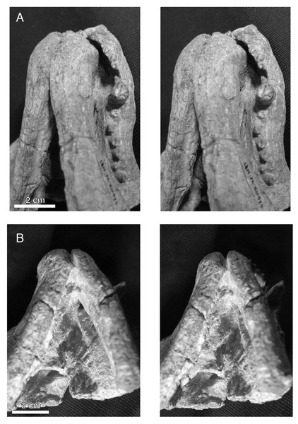 Stereopair images of the palate of the holotypic skull of Microwhaitsia mendrezi gen. et sp. nov. (SAM-PK-K10990) in left oblique ventral (A) and posteroventral (B) views.