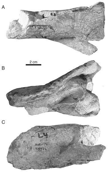 Referred specimen of Microwhaitsia mendrezi gen. et sp. nov. (SAM-PK-K10984) in dorsal (A), ventral (B), and left lateral (C) views.