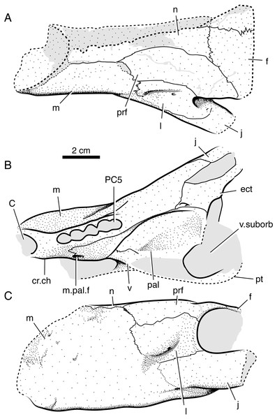 Interpretive line drawings of referred specimen of Microwhaitsia mendrezi gen. et sp. nov. (SAM-PK-K10984) in dorsal (A), ventral (B), and left lateral (C) views.