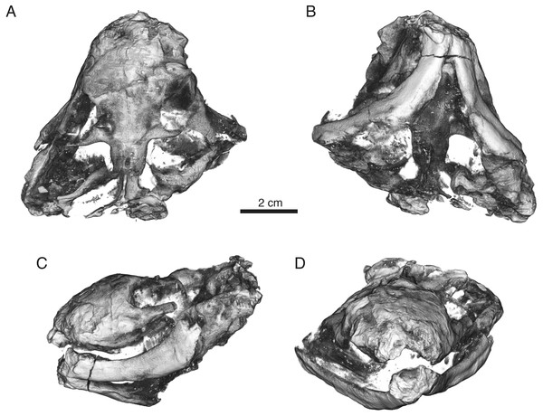 Volumized HRXCT scans of the skull of Ophidostoma tatarinovi gen. et sp. nov. (SAM-PK-K8516) in dorsal (A), ventral (B), left lateral (C), and frontal (D) views.