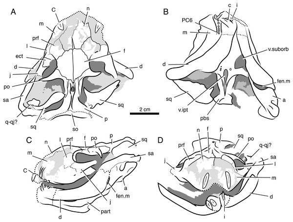 Interpretive line drawings of the skull of Ophidostoma tatarinovi gen. et sp. nov. (SAM-PK-K8516) in dorsal (A), ventral (B), left lateral (C), and frontal (D) views.