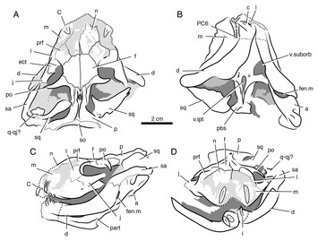 New whaitsioids (Therapsida: Therocephalia) from the Teekloof Formation ...