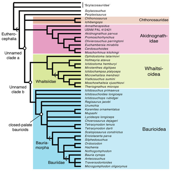 Conservative phylogenetic relationships of the major clades of eutherocephalians, showing conflicting arrangements obtained from Bayesian and parsimony analyses as polytomies (tree length = 381; consistency index (CI) = 0.438; retention index = 0.789; res).