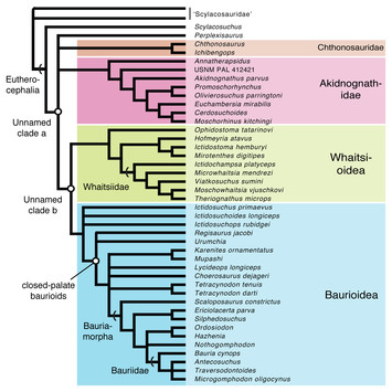 New whaitsioids (Therapsida: Therocephalia) from the Teekloof Formation ...