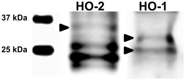 Immunoblotting of HO isoforms (HO-2, MW∼35,7 kDa; HO-1, MW∼33/28 kDa) in porcine oocytes.