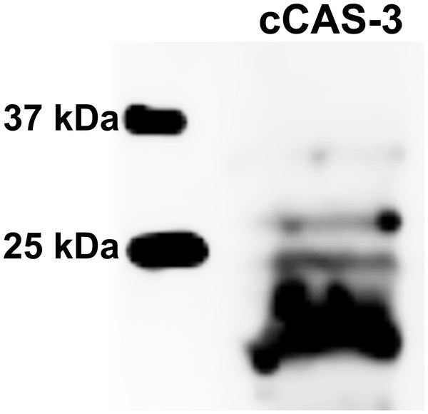 Immunoblotting of cleaved caspase 3 (cCAS-3, MW∼17/19 kDa) in porcine oocytes.